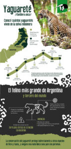 Monitoreo poblacional de yaguaretés: hay menos de 100 individuos en la selva misionera.