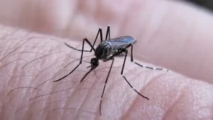 Alerta sobre el aumento de mosquitos.